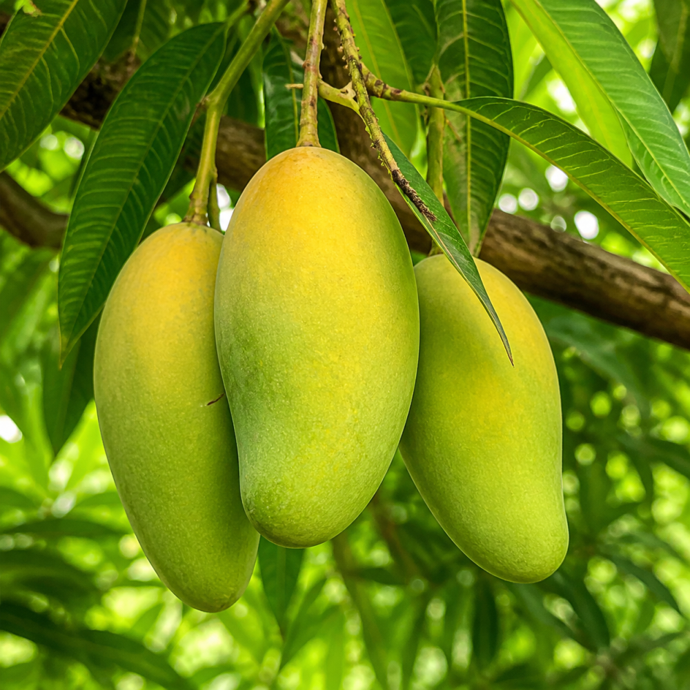 ফজলি Large Mango - Big Size Family Choice